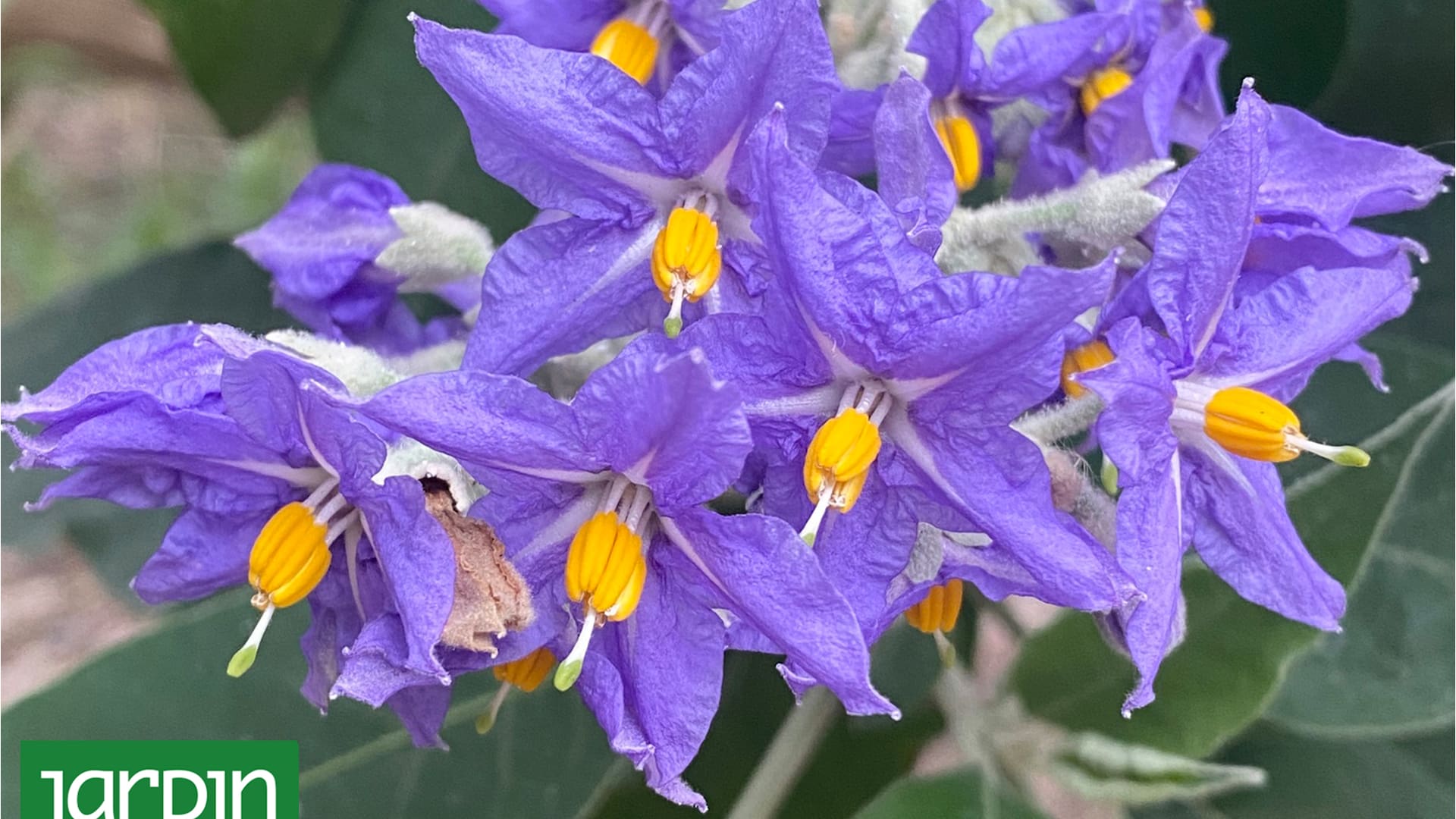 El árbol nativo que crece muy rápido y es una explosión de flores