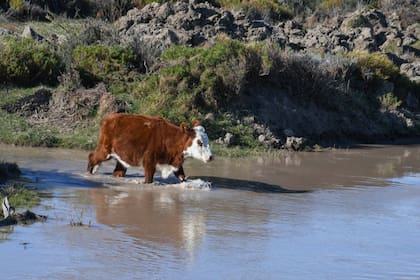 80 chacras reciben el agua del sistema de riego público en Gobernador Gregores
