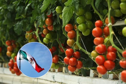 90 días de transición: el arancel se activará justo para la temporada alta de consumo de tomates en EE.UU.