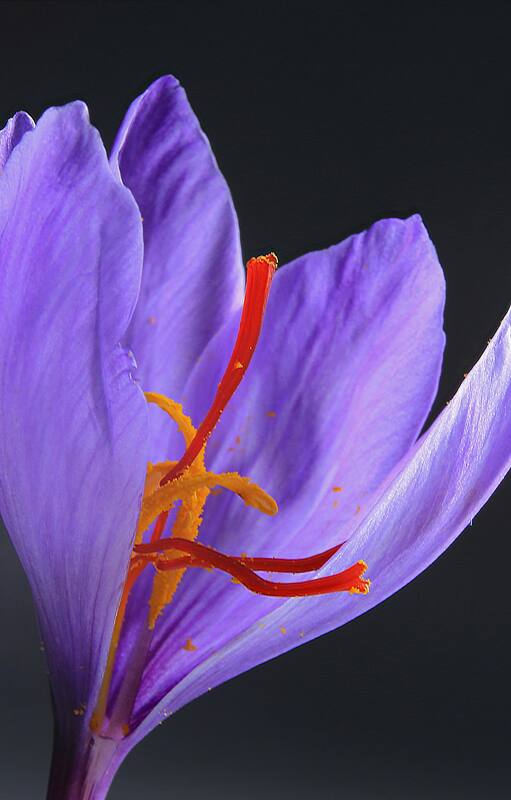 Es la especia más cara del mundo y se puede cultivar en casa
