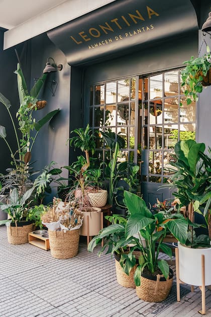 Creó un vivero boutique para que decorar con plantas fuera más sencillo