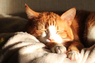 El inevitable dolor de tener a una mascota enferma