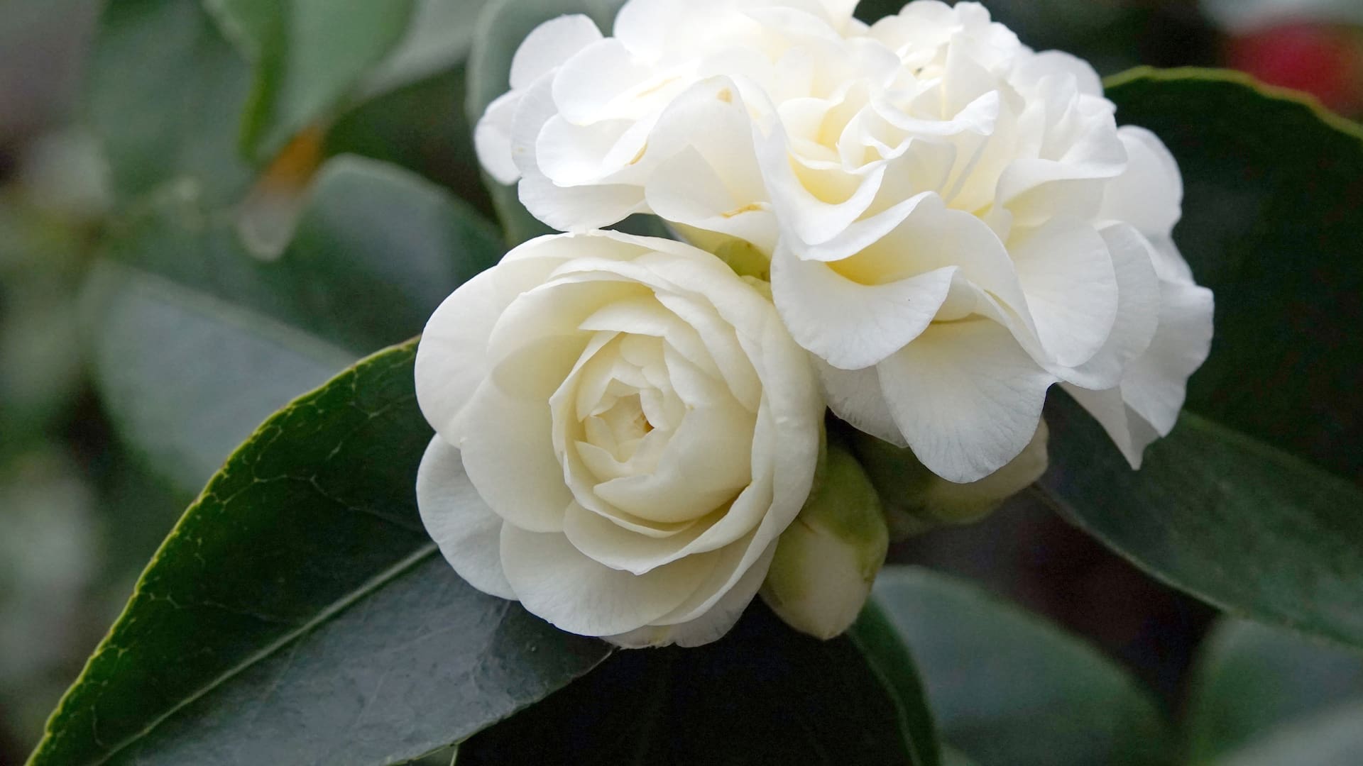 La leyenda detrás de la camelia de Coco Chanel