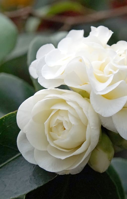 La leyenda detrás de la camelia de Coco Chanel