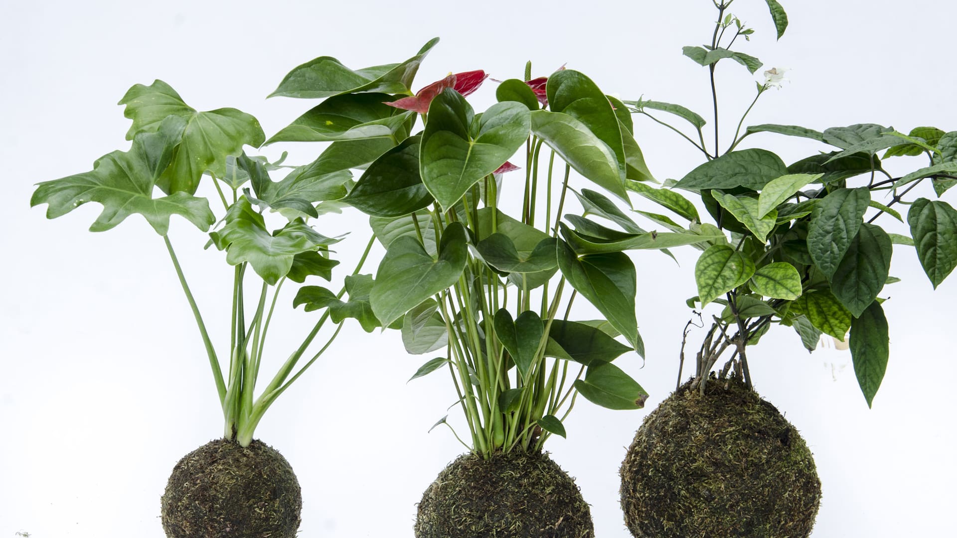 Kokedamas: cómo hacerlos, qué cuidados necesitan y qué especies conviene usar