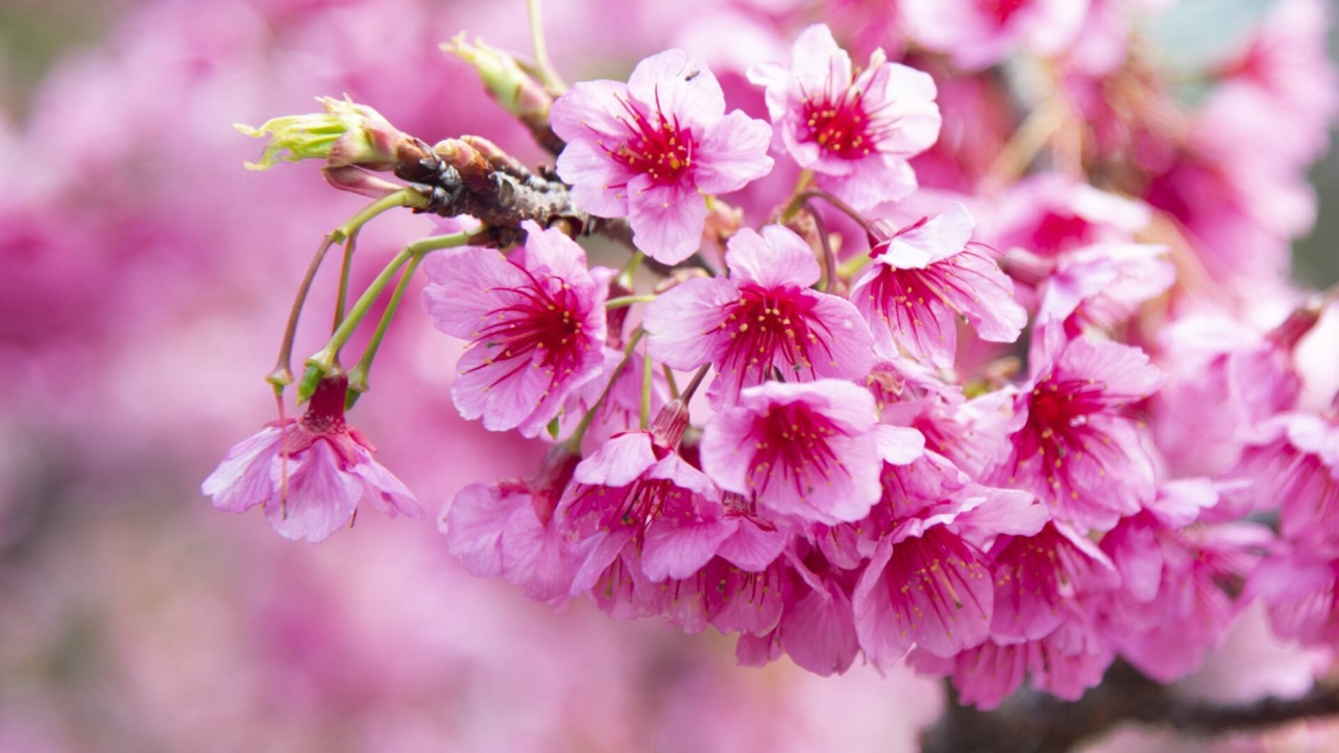 Los cerezos del Jardín Japonés ya están en flor y lo tiñen de rosa