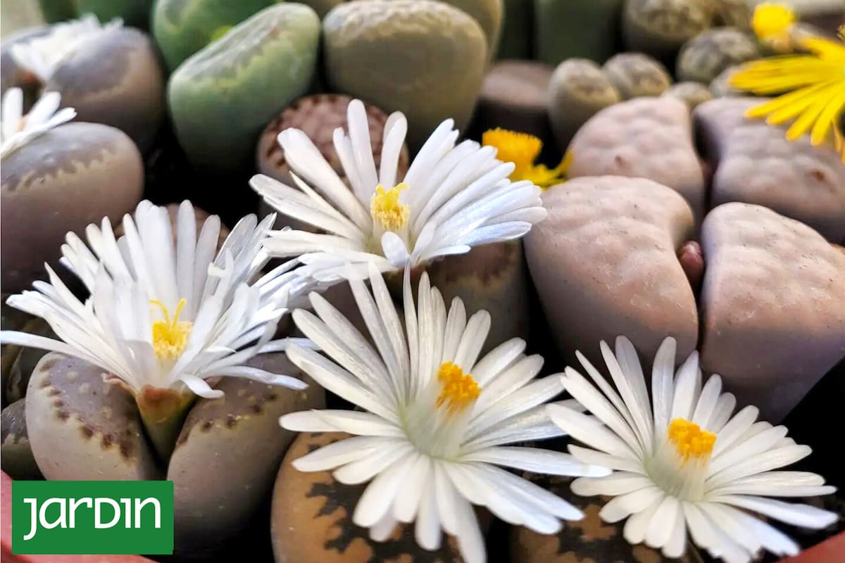 Qué son los lithops, las asombrosas “piedras vivas” que enamoraron a Pinterest
