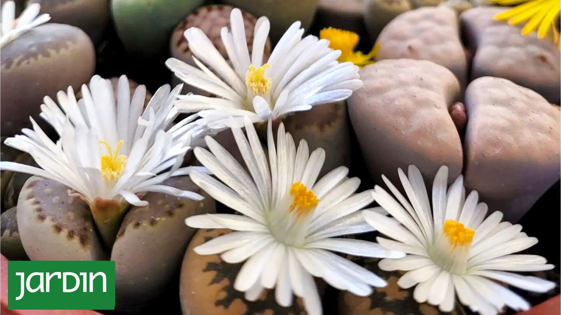 Qué son los lithops, las asombrosas “piedras vivas” que enamoraron a Pinterest