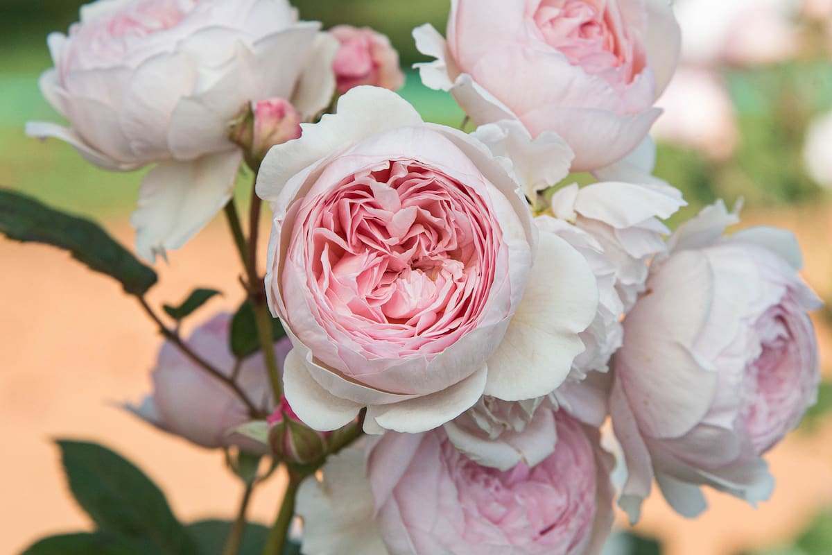 Aprendé cómo podar tus rosas y hacer una planta de gajo