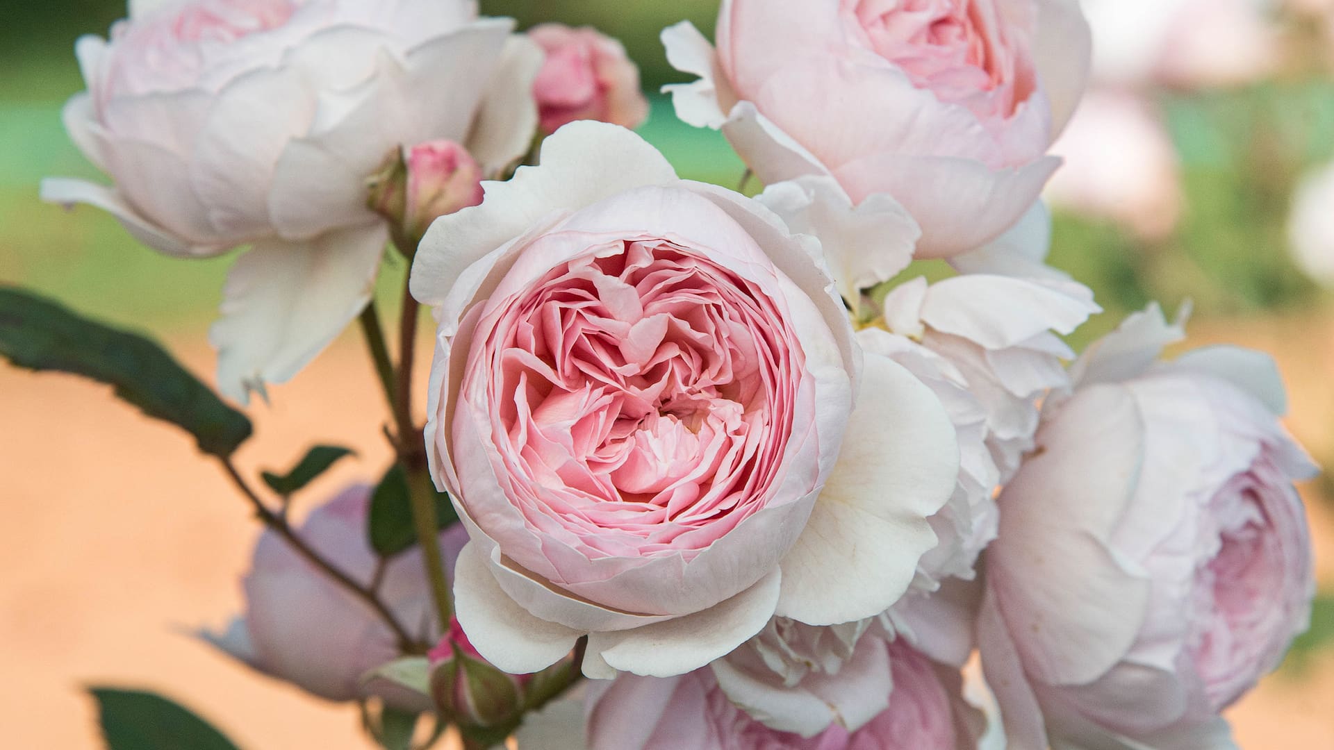 Aprendé cómo podar tus rosas y hacer una planta de gajo