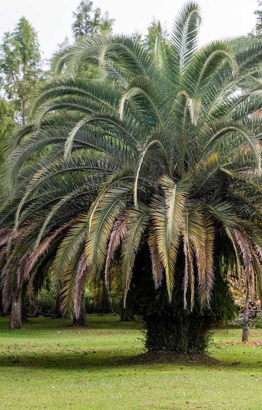Palmeras, las especies más usadas y cómo pueden cambiar tu paisaje