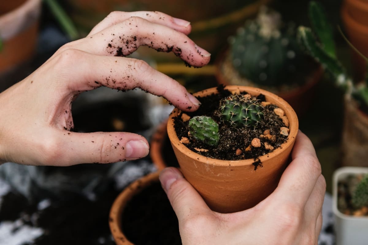 Jardines, balcones y terrazas: qué hacer para cuidar tus plantas en invierno