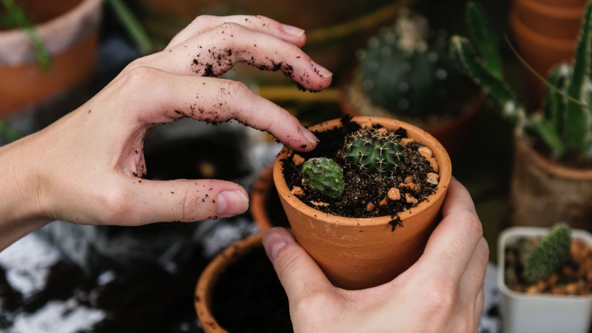 Jardines, balcones y terrazas: qué hacer para cuidar tus plantas en invierno