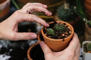 Jardines, balcones y terrazas: qué hacer para cuidar tus plantas en invierno