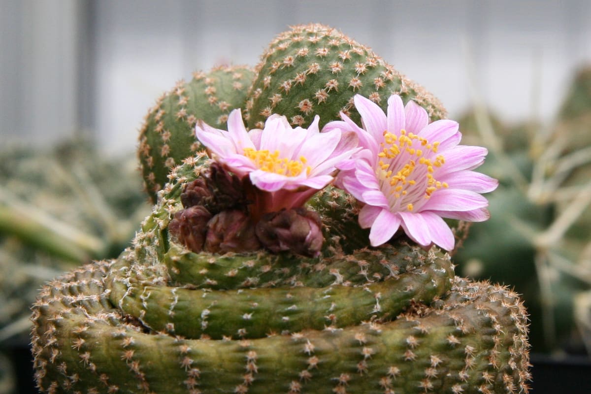 Cactus: ¿cuánto tiempo duran sus flores?