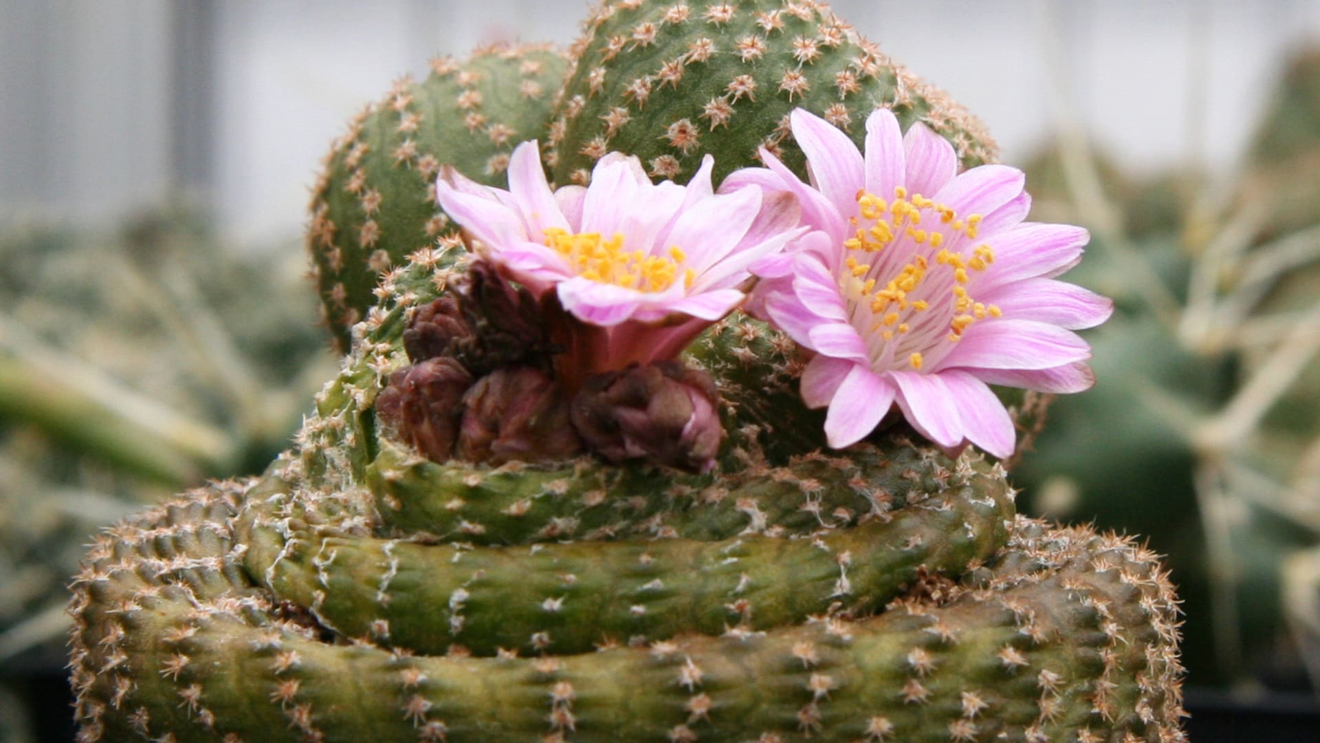Cactus: ¿cuánto tiempo duran sus flores?