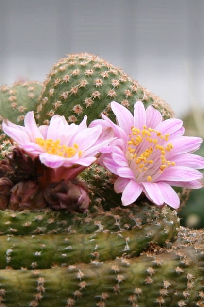 Cactus: ¿cuánto tiempo duran sus flores? 