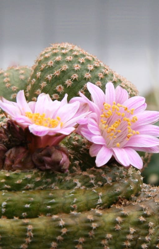 Cactus: ¿cuánto tiempo duran sus flores?