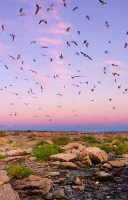 Dónde queda y qué protege Islote Lobos, futuro parque nacional
