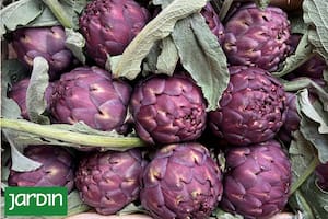 Es uno de los productos preferidos por los cocineros top y tiene su propia celebración en La Plata este finde