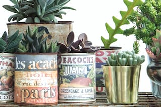 Suculentas: nueve ideas para organizar tu colección y ganar espacio