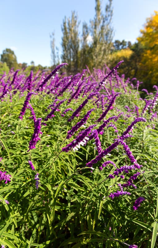 Seis plantas que amamos porque florecen una y otra vez