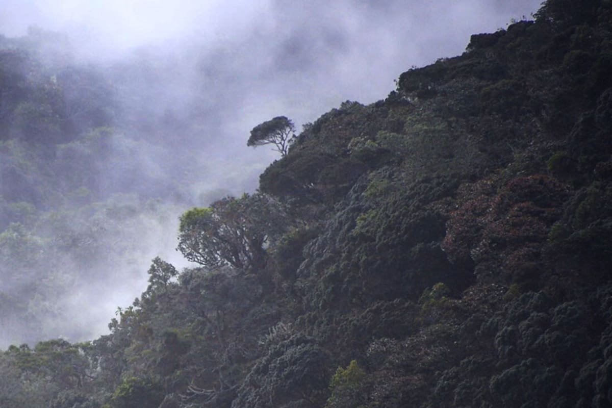 Homo Botanicus, el documental que retrata el amor y la fascinación por las plantas