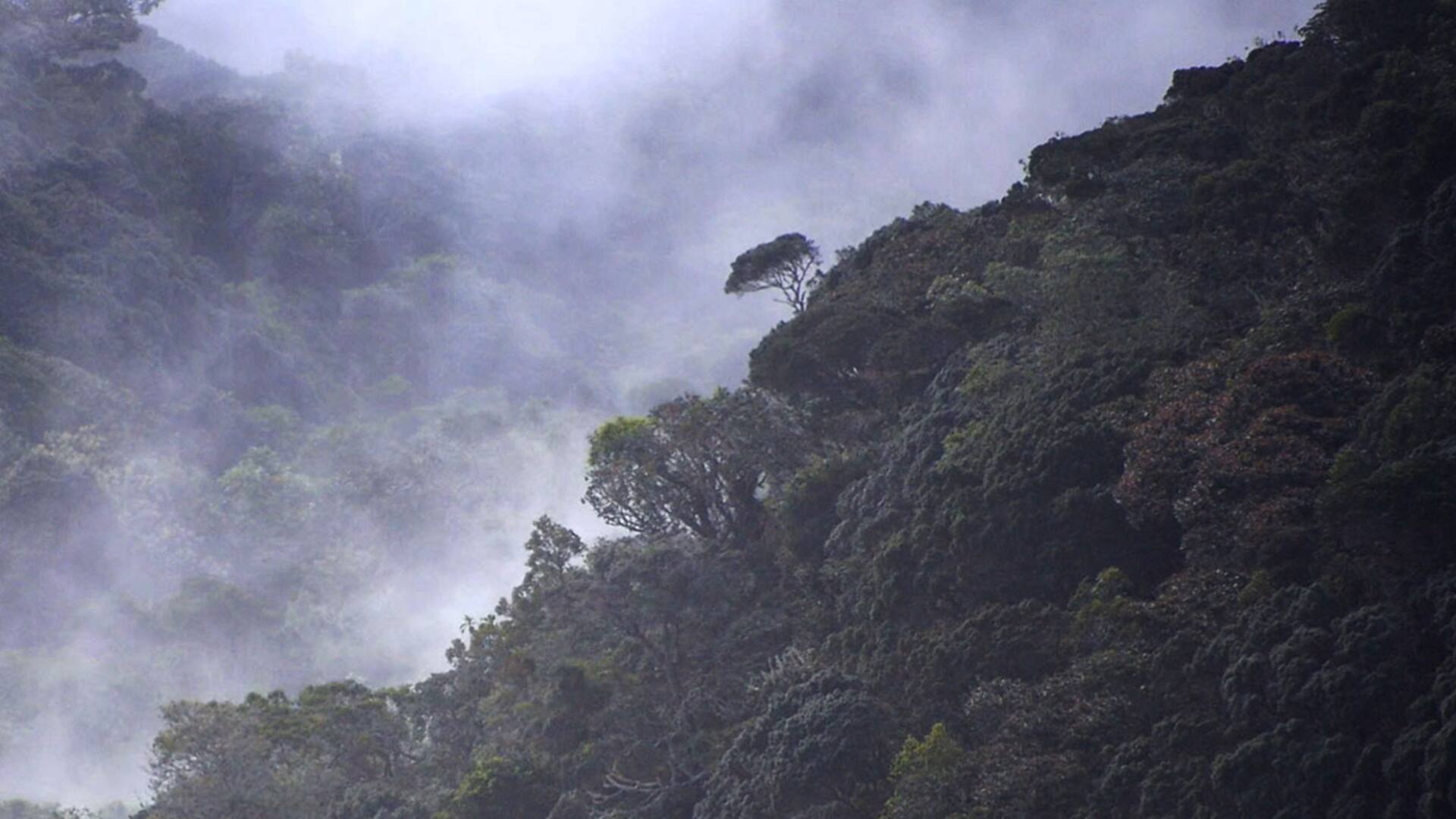 Homo Botanicus, el documental que retrata el amor y la fascinación por las plantas