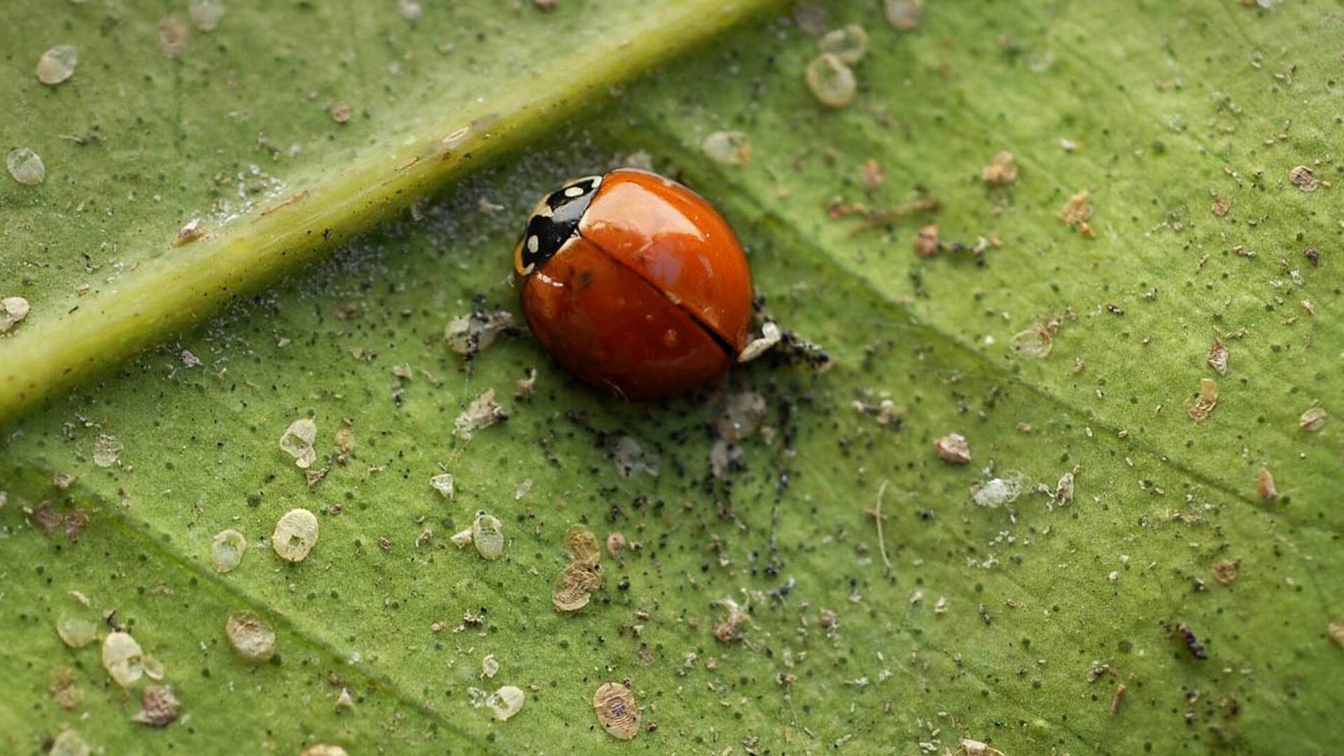 ¿Por qué los insectos nos necesitan ?