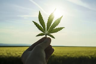 Cómo big data e inteligencia artificial articulan la industria del cannabis