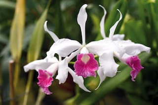 Maneras sencillas de multiplicar las orquídeas y quitarles la mala fama