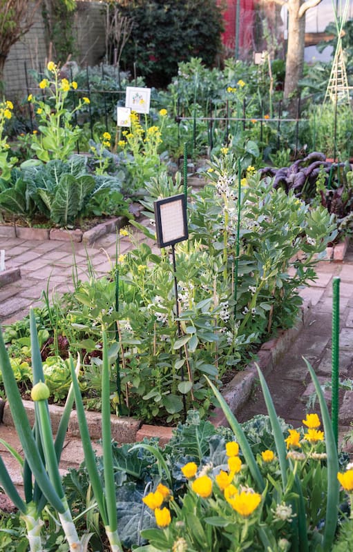 Para sumar a la huerta: qué verduras ayudan a aliviar los síntomas de las alergias primaverales