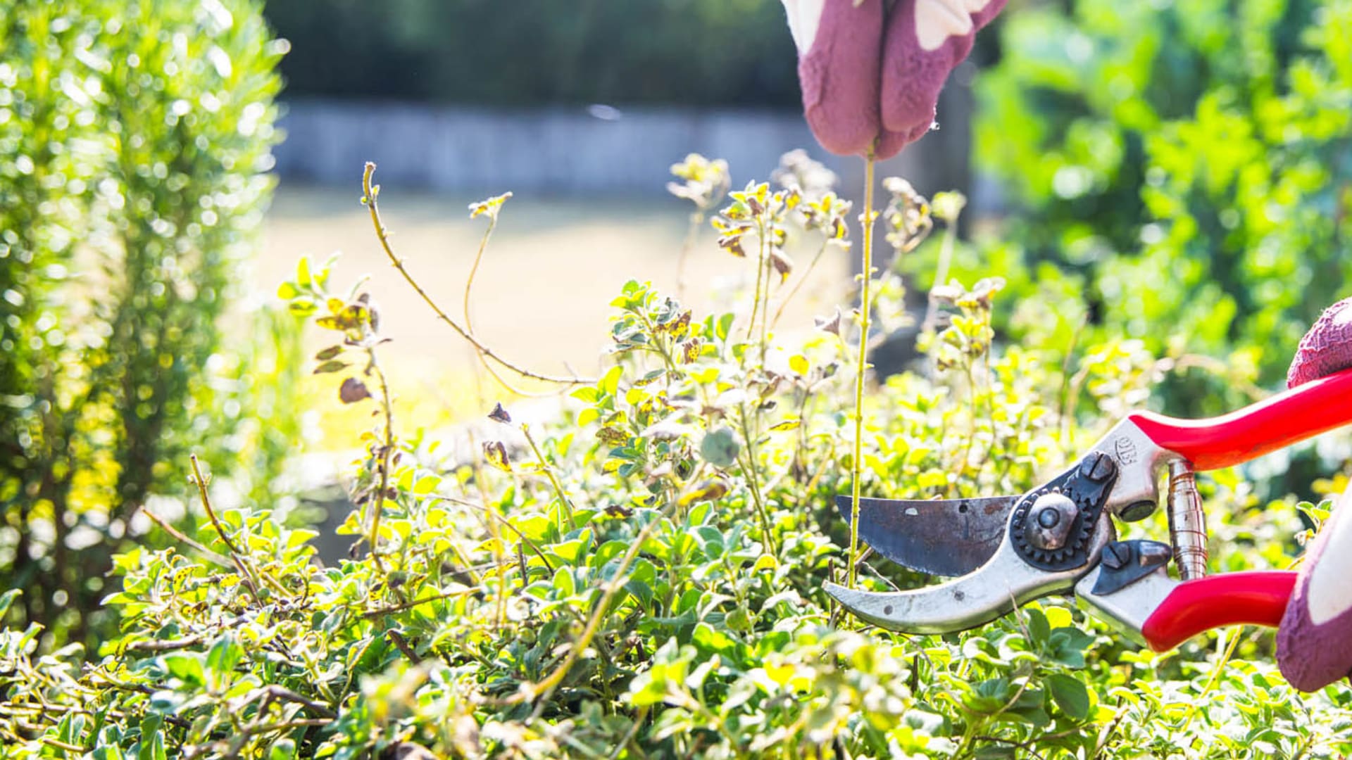 Jardinería en casa: armá tu kit ideal de herramientas
