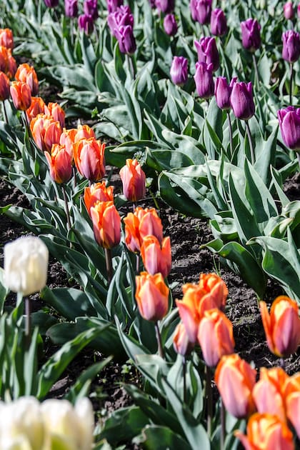 A los 70 años cultiva a mano miles de tulipanes en su vivero de Bariloche