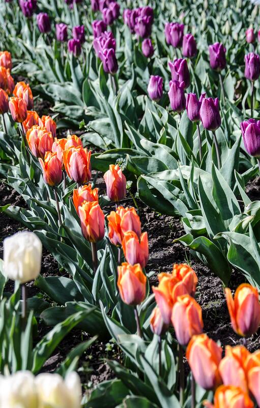 A los 70 años cultiva a mano miles de tulipanes en su vivero de Bariloche