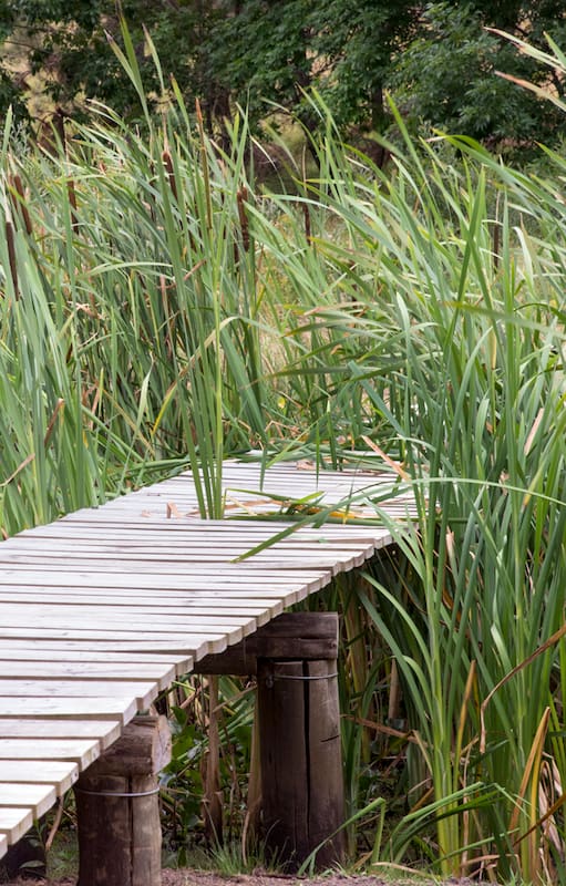 Humedales en casa: cómo crear un jardín palustre para polinizadores y anfibios