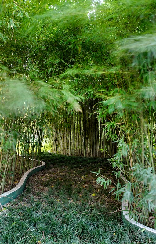 Protege la casa: cuál es la planta que, en la entrada, crea una barrera contra las “malas energías”