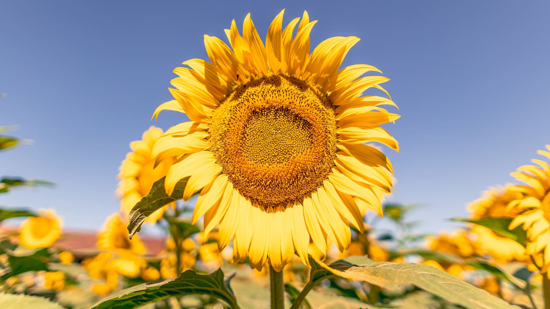 Girasol. Con una campaña que apunta a otro récord, la genética impulsa su crecimiento en todo el país