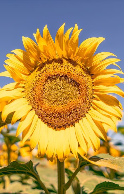 Girasol. Con una campaña que apunta a otro récord, la genética impulsa su crecimiento en todo el país