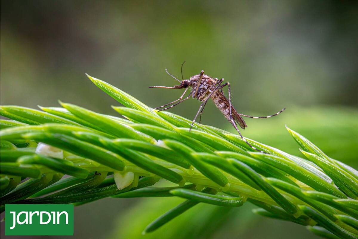 Descubrí qué plantas transforman tu jardín en una barrera natural contra los mosquitos
