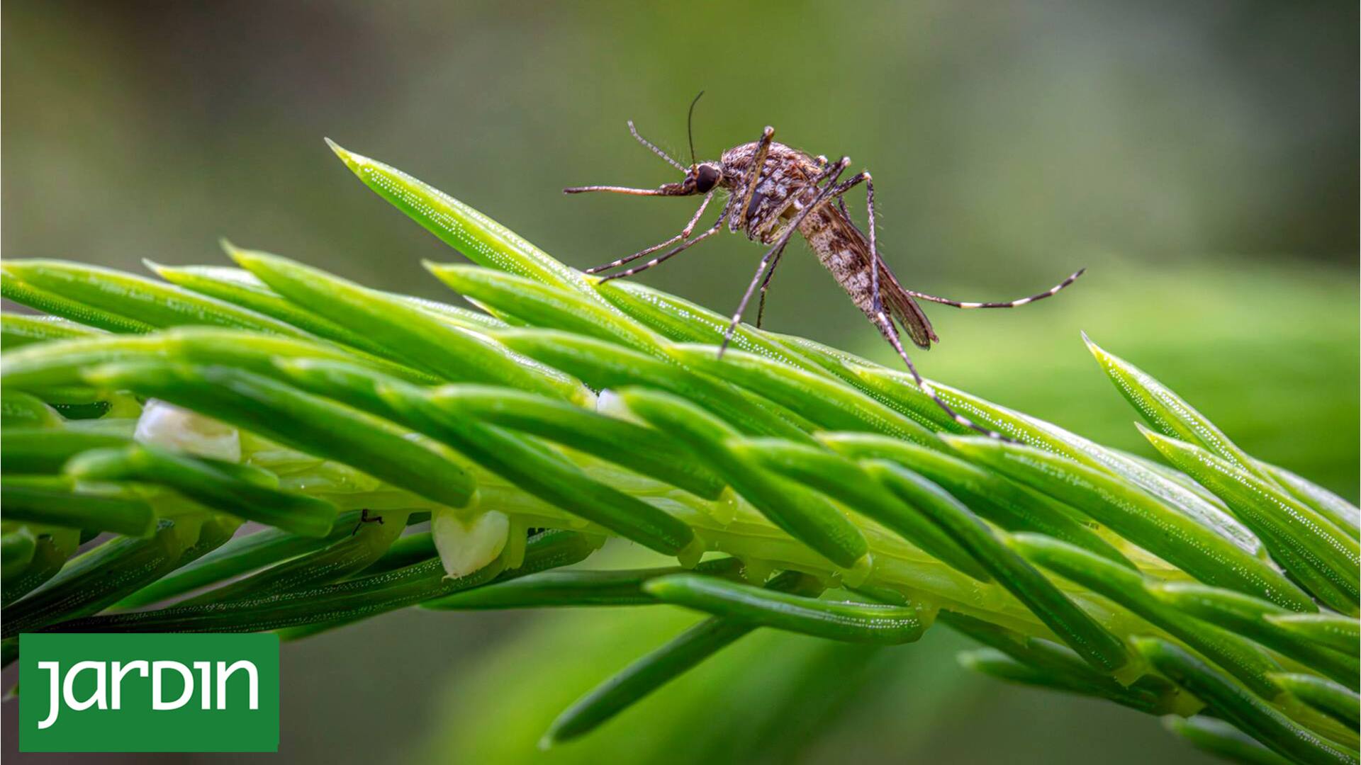 Descubrí qué plantas transforman tu jardín en una barrera natural contra los mosquitos
