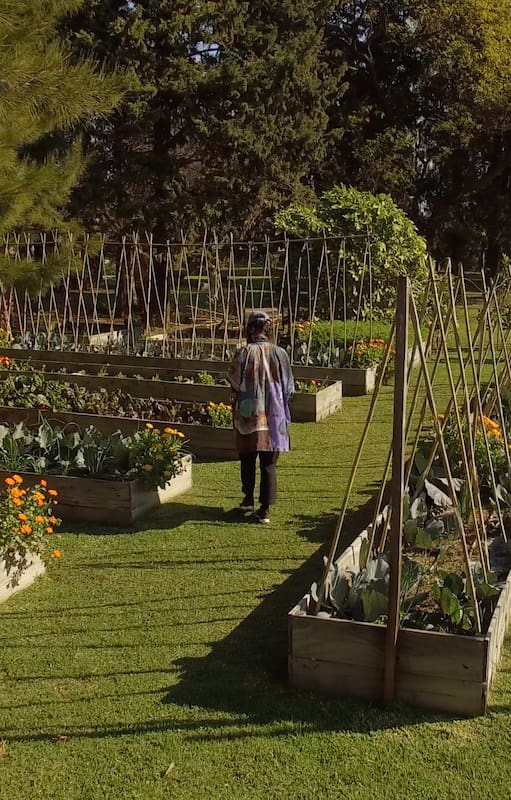 Una huerta en plena ciudad: así cultivan alimentos premium los chefs y agrónomos unidos