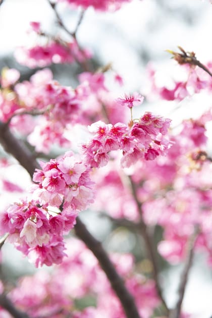 Los cerezos del Jardín Japonés ya están en flor y lo tiñen de rosa