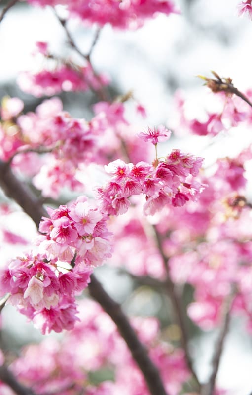 Los cerezos del Jardín Japonés ya están en flor y lo tiñen de rosa
