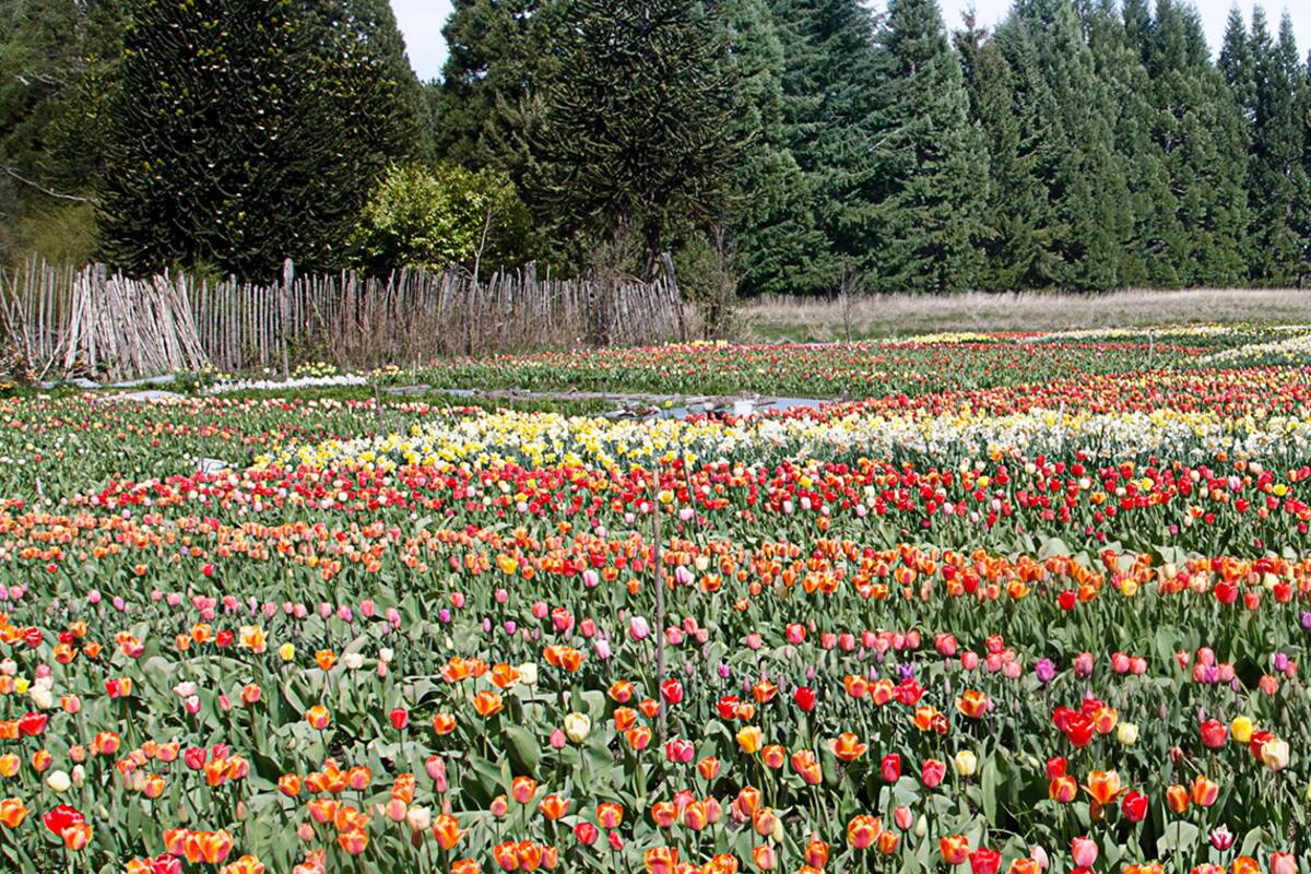 A los 70 años cultiva a mano miles de tulipanes en su vivero de Bariloche