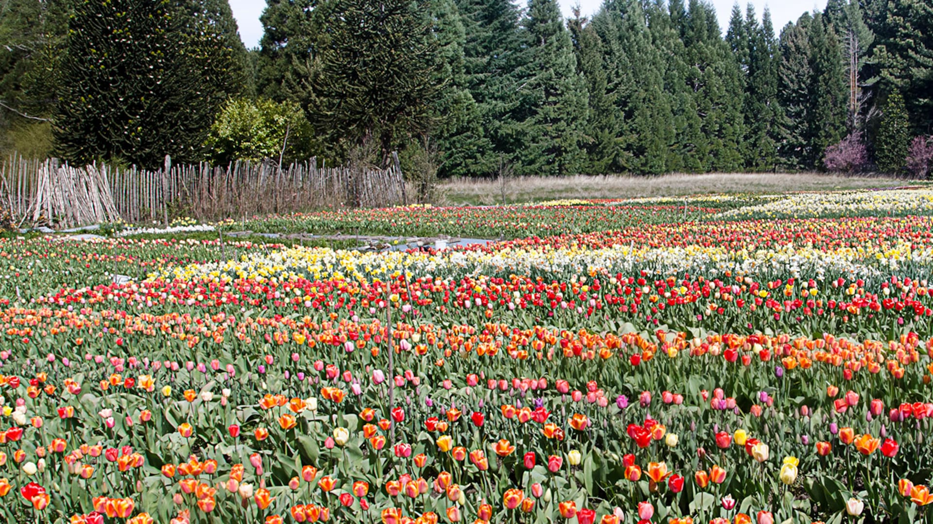 A los 70 años cultiva a mano miles de tulipanes en su vivero de Bariloche