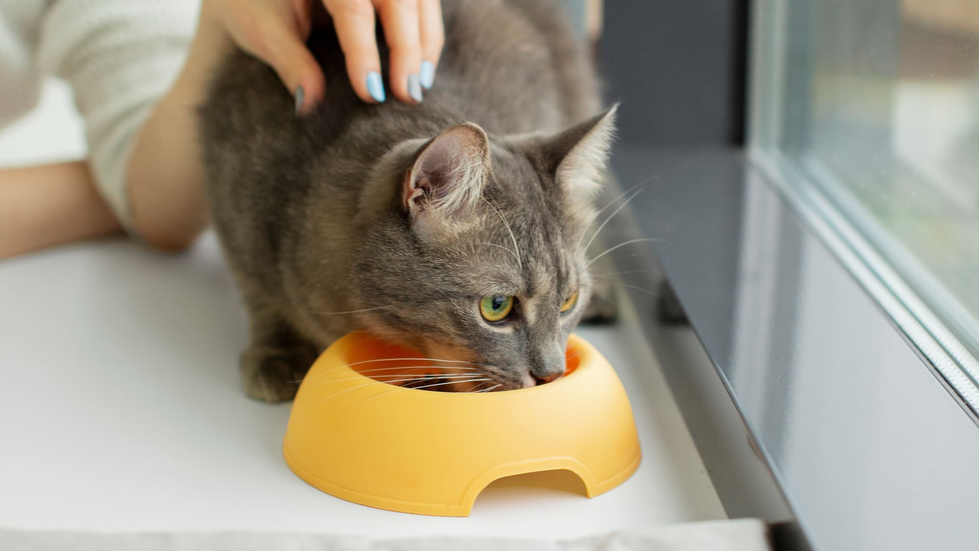 Los mitos y verdades de la alimentación de los gatos