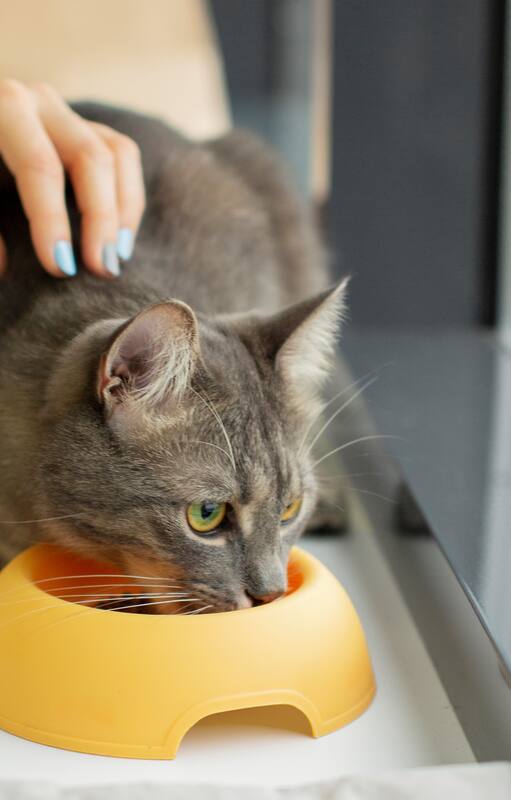 Los mitos y verdades de la alimentación de los gatos