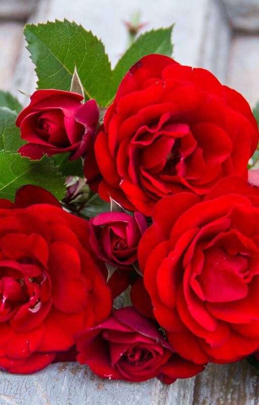 Si pensás regalar un ramo de flores, elegí bien o podrías dar un mensaje equivocado