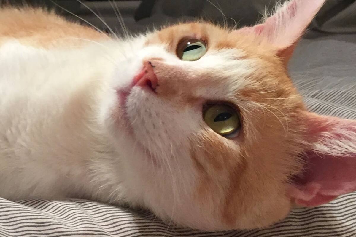 Sorpresa. Finn, el gato callejero, con sarna y mimoso que fue adoptado al salir en las redes